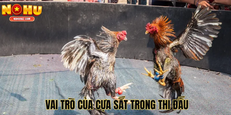 Vai trò của cựa sắt trong thi đấu